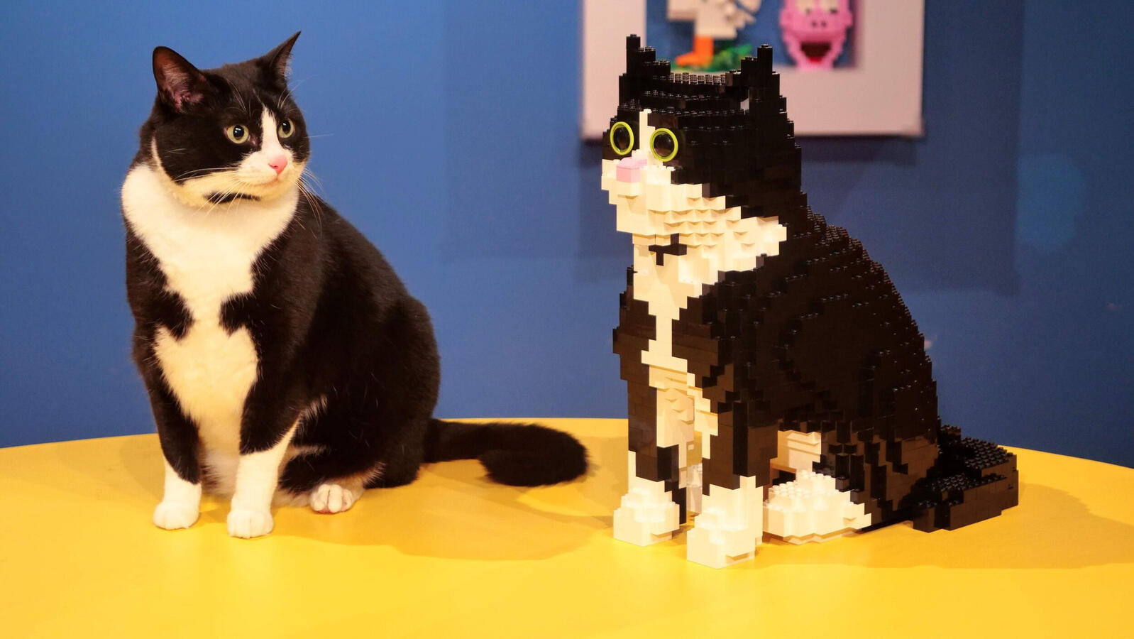 LEGO socks cat comparison